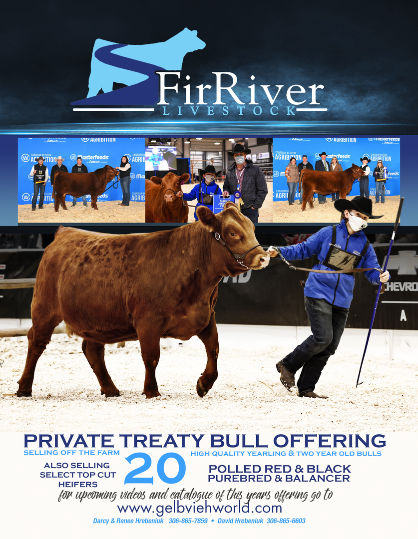 Gelbvieh World - Fir River Livestock